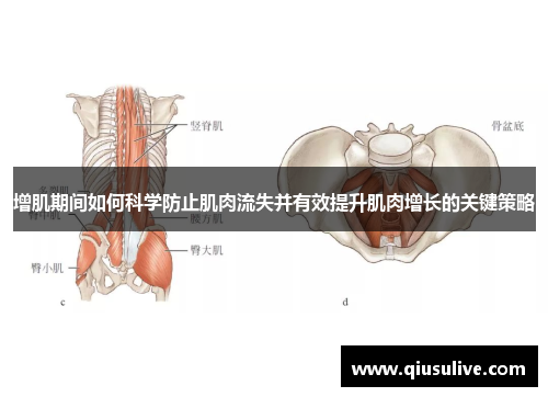 增肌期间如何科学防止肌肉流失并有效提升肌肉增长的关键策略